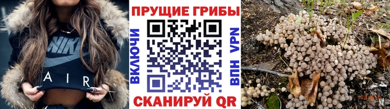 Псилоцибиновые грибы Cubensis  Мегион 