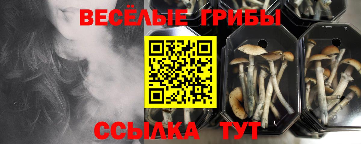 Мегион  Псилоцибиновые грибы прущие грибы  Псилоцибиновые грибы Psilocybe  Вход с VPN 